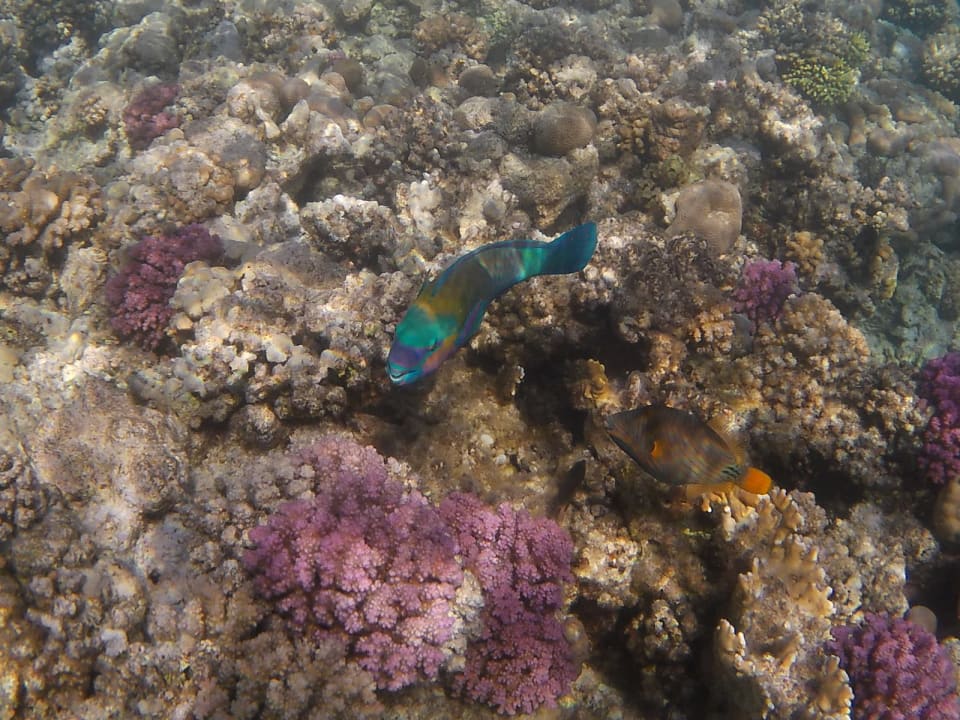 Sport & Freizeit Marina Resort Port Ghalib, a member of Radisson Individuals