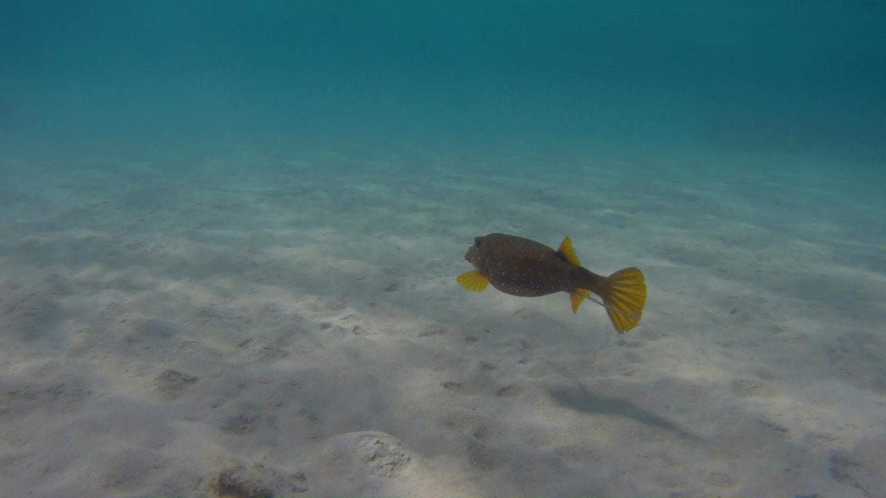 Sport & Freizeit Hotel Gorgonia Beach Resort