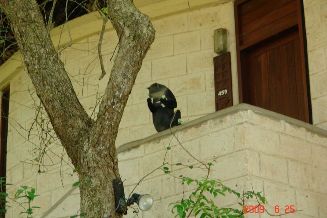 Małpka Baobab Beach Resort & Spa