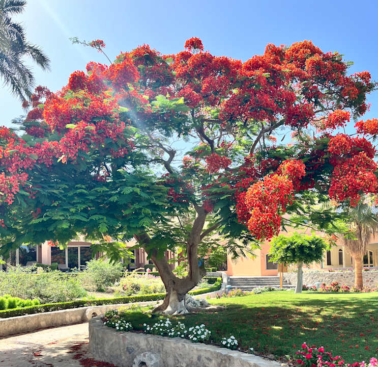 Gartenanlage Club Paradisio El Gouna, Red Sea