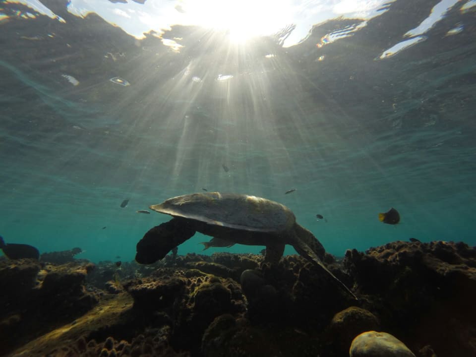 Sport & Freizeit ROBINSON MALDIVES