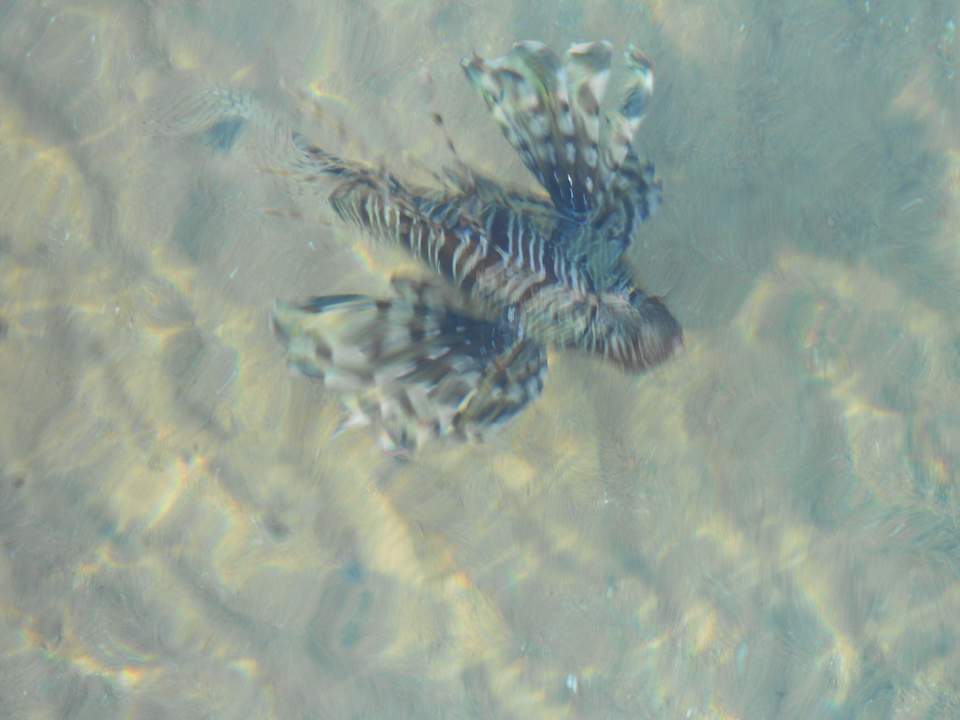 Ой,рыбка. Pickalbatros Palace Resort