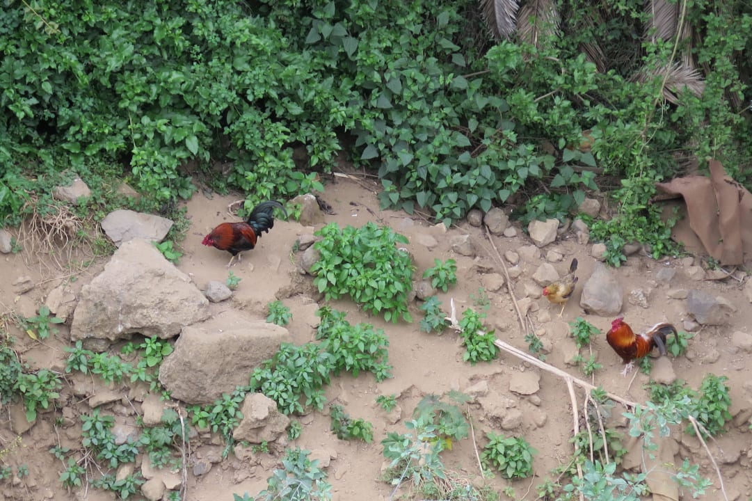 Laute Hähne  Hotel Atlantic El Tope