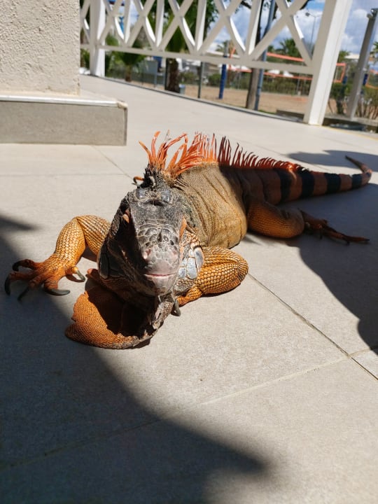 Sonstiges Belek Beach Resort Hotel