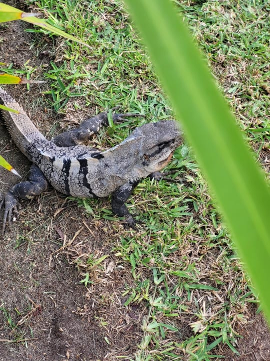 Gartenanlage Hotel Riu Dunamar