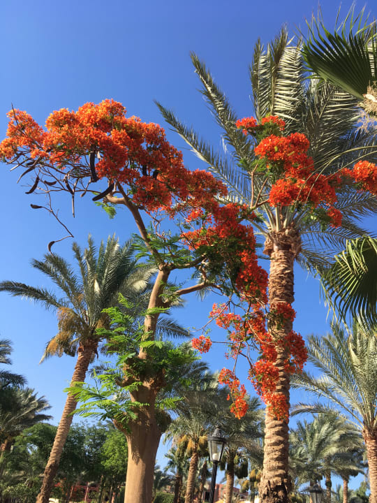 Gartenanlage Pickalbatros Alf Leila Wa Leila Resort - Neverland Hurghada