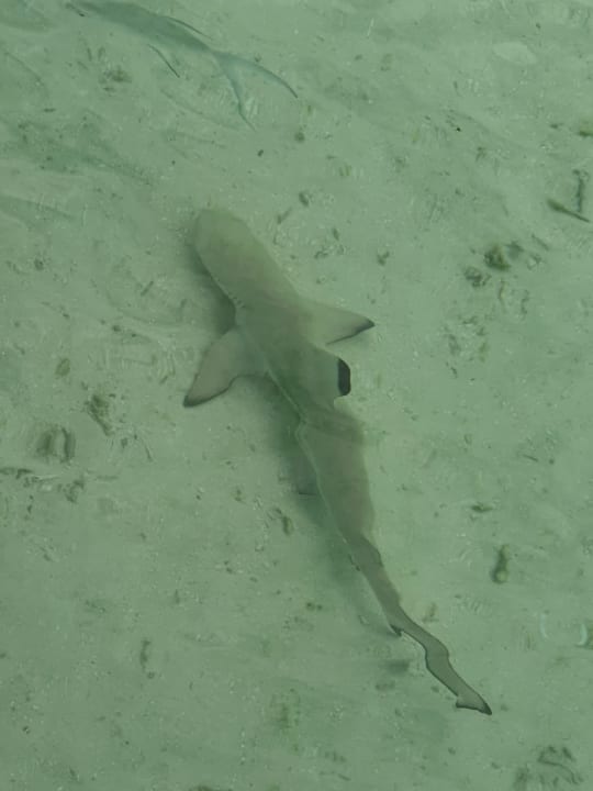 Strand Cinnamon Velifushi Maldives