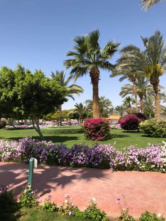 Gartenanlage Desert Rose