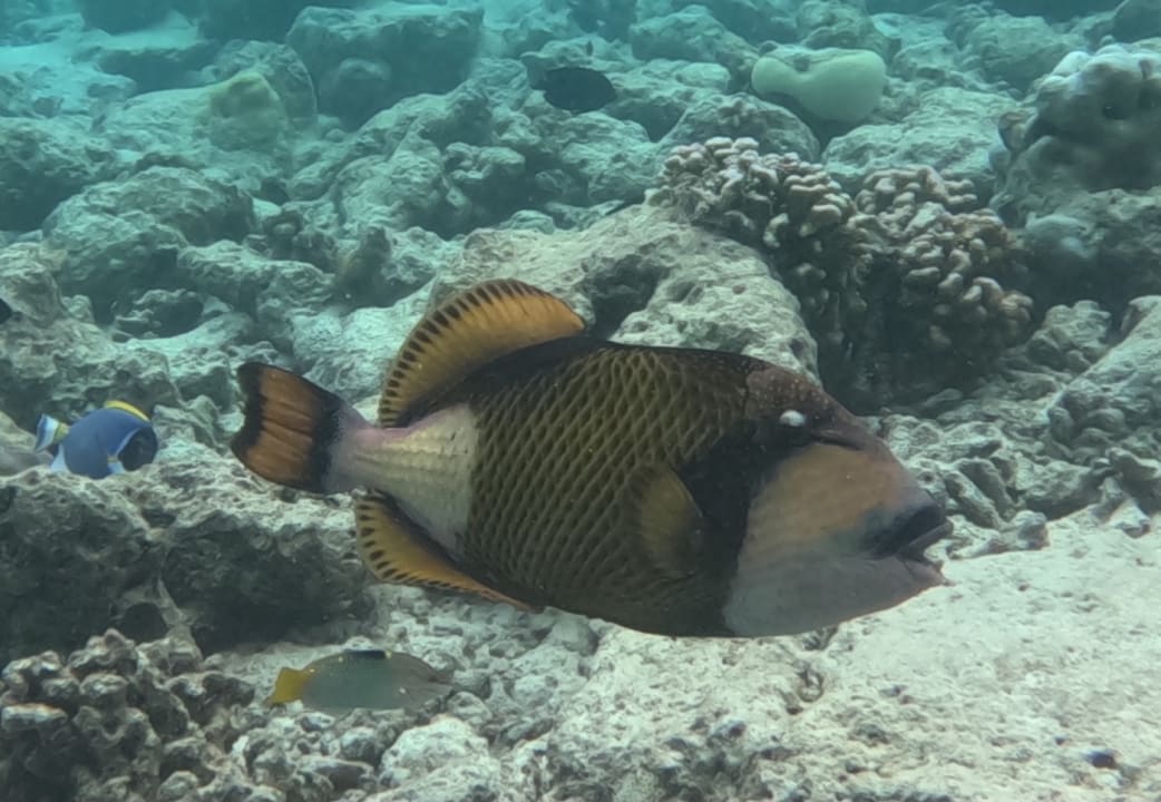 Sport & Freizeit Sun Siyam Vilu Reef