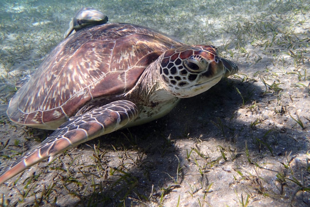 Strand Hotel Gorgonia Beach Resort