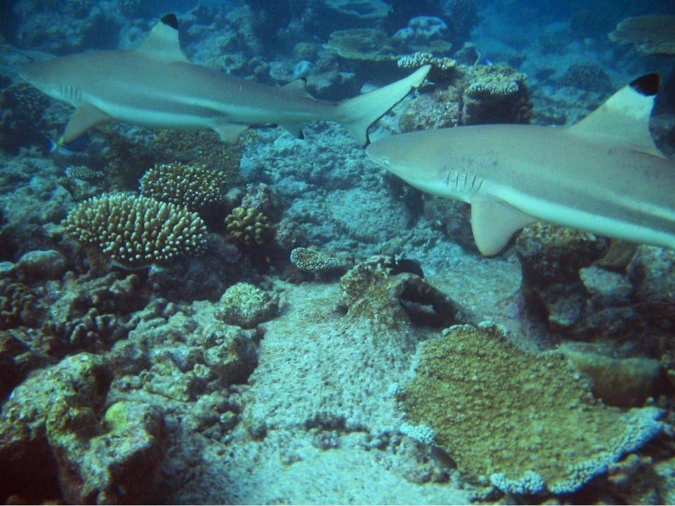 Schwarzspitzen-Riffhaie Kuramathi Maldives