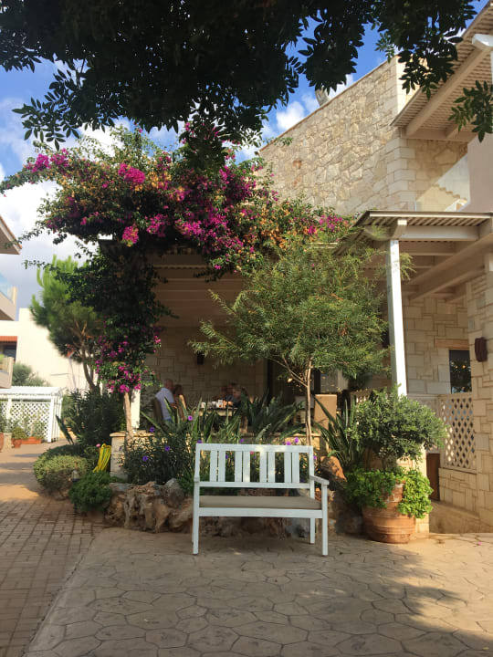 Sonstiges Cactus Royal