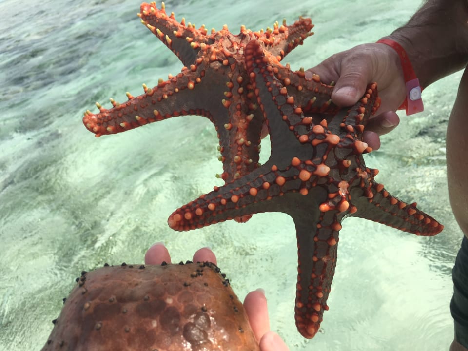 Sonstiges Neptune Pwani Beach Resort & Spa