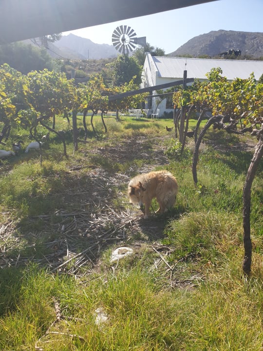 Gartenanlage Guesthouse Kogman & Keisie