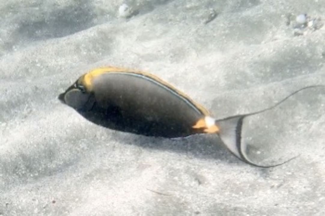 Strand Shams Alam Beach Resort