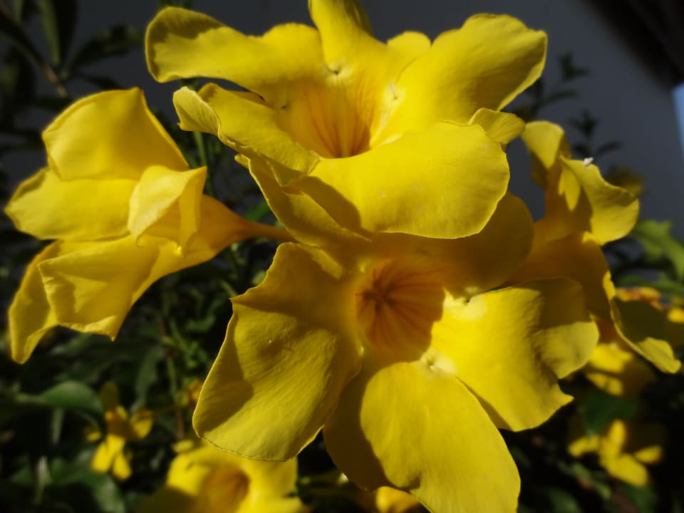 Gartenanlage Hotel Southern Palms Beach Resort