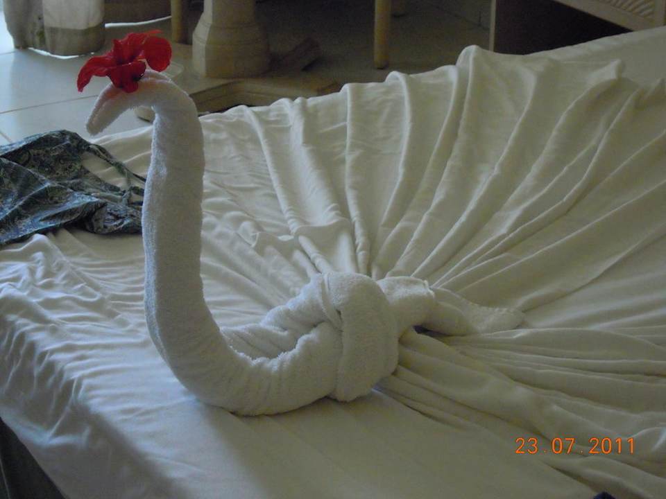 Ein stolzer Pfau Ghazala Gardens