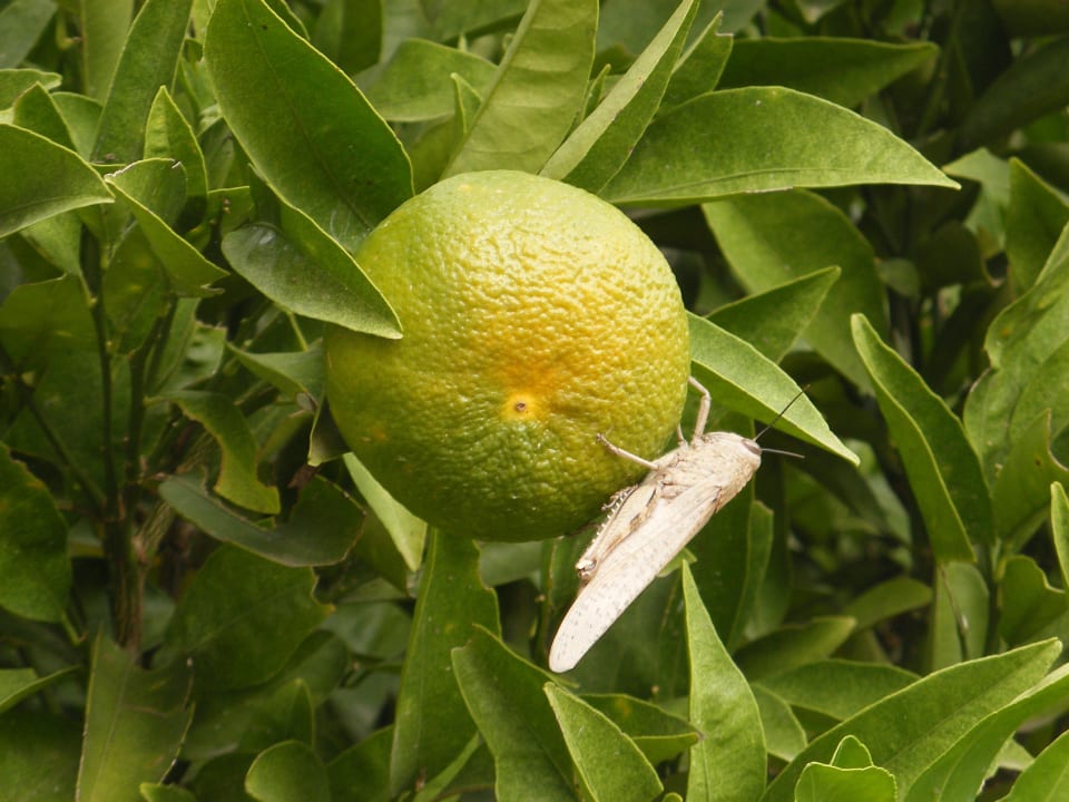 Orange mit Heuschrecke Voyage Belek Golf & Spa