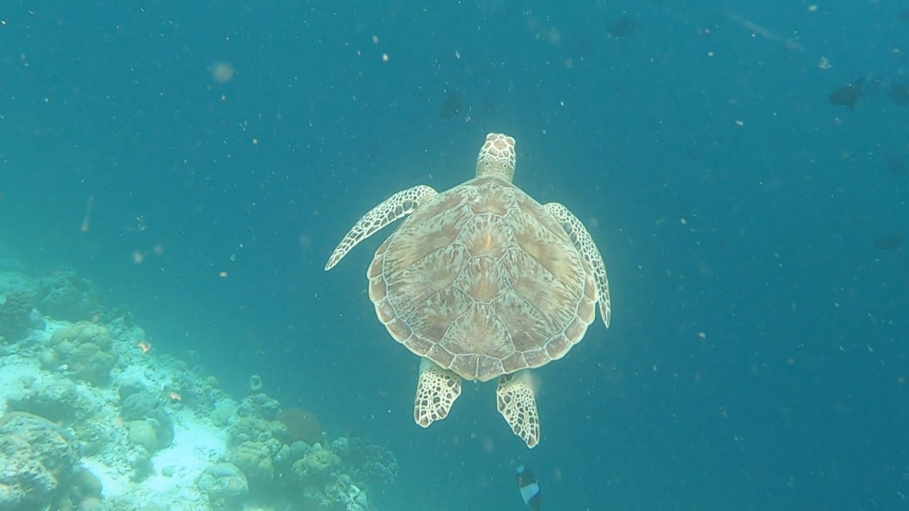 Sport & Freizeit NH Collection Maldives Reethi Resort