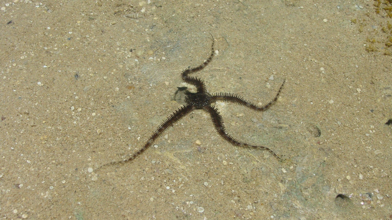 Mieszkaniec morza. Stella Beach Resort & Spa Makadi Bay