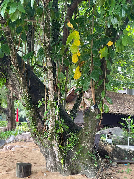 Gartenanlage SENTIDO Khao Lak