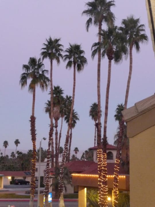 Palmen vor dem Hotel Best Western Inn at Palm Springs Hotel