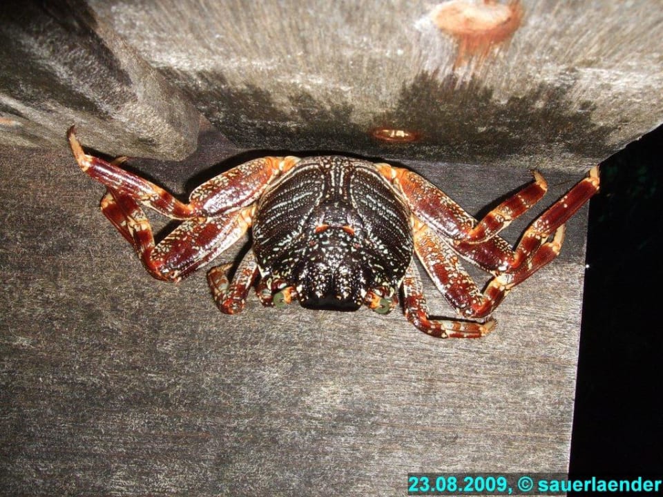 Krebs am Anlegesteg Vilamendhoo Island Resort & Spa