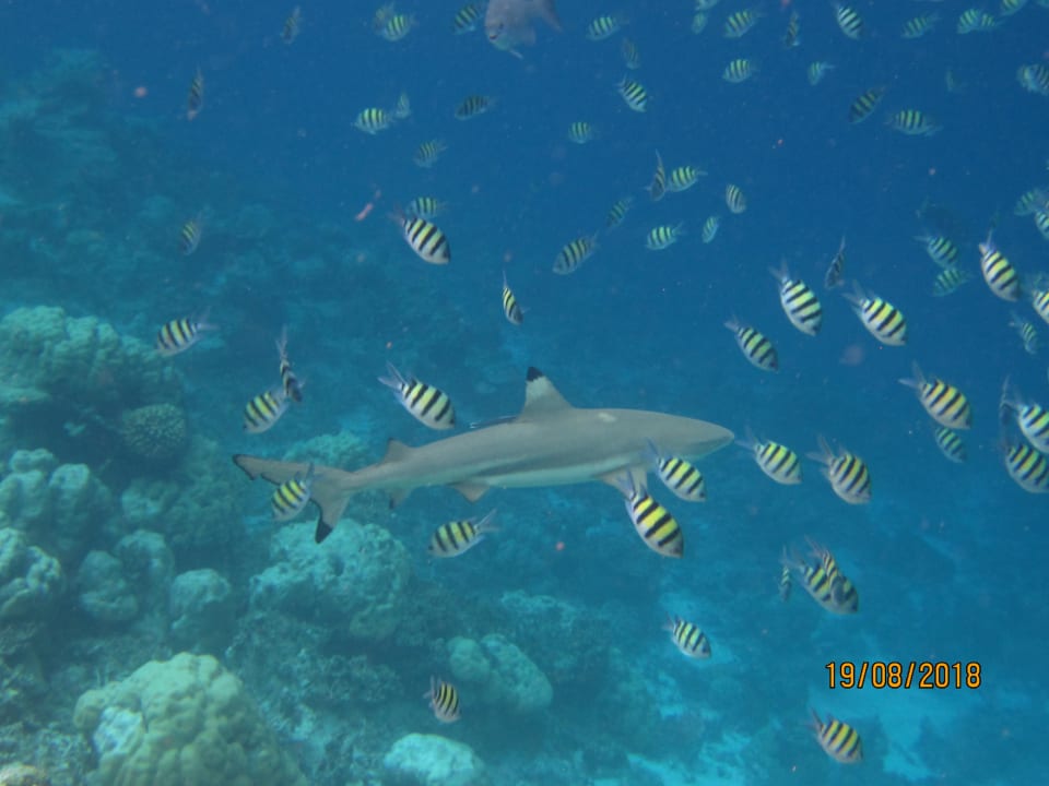 Sport & Freizeit NH Collection Maldives Havodda Resort