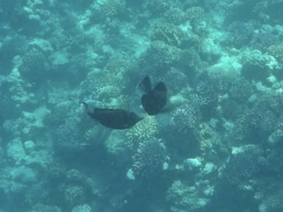 Strand Serenity Alpha Beach