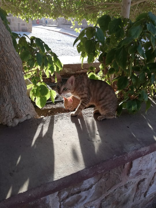 Gartenanlage Mövenpick Resort El Quseir