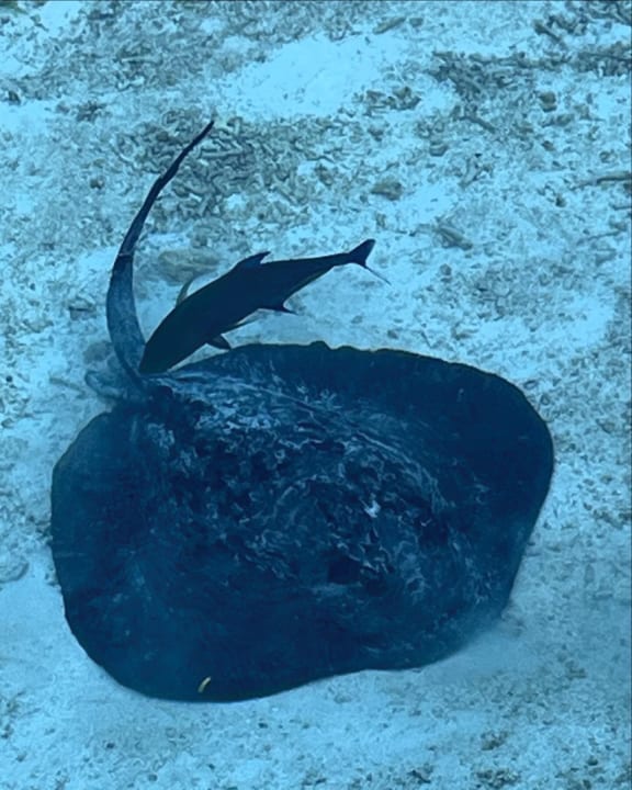 Sport & Freizeit Le Meridien Maldives Resort & Spa