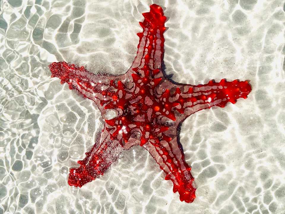 Sonstiges Neptune Paradise Beach Resort & Spa