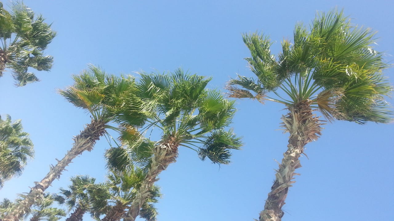 Palmenpool Pickalbatros Citadel Resort