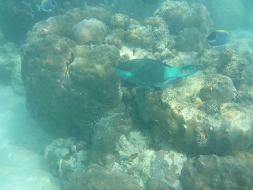 Strand Adaaran Select Meedhupparu Island Resort - Premium All Inclusive