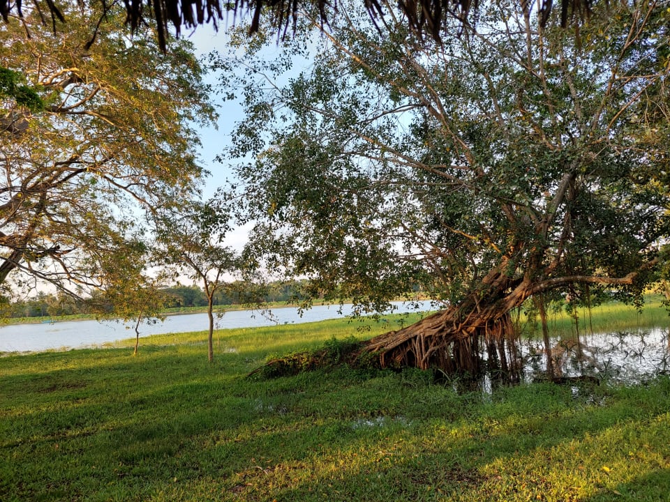 Ausblick Habarana Village by Cinnamon