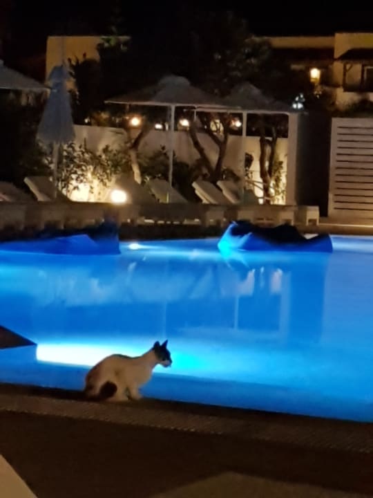 Pool Gaia In Style - Adults only