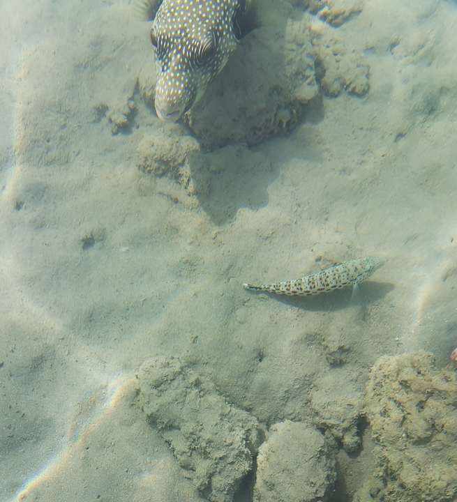 Strand Makadi Spa - Adults only