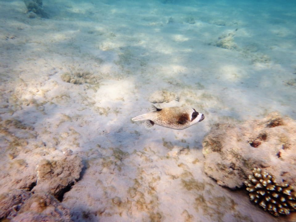 Strand Grand Waterworld Makadi & Family Star Makadi