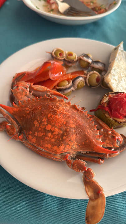 Gastro Maxeria Blue Didyma