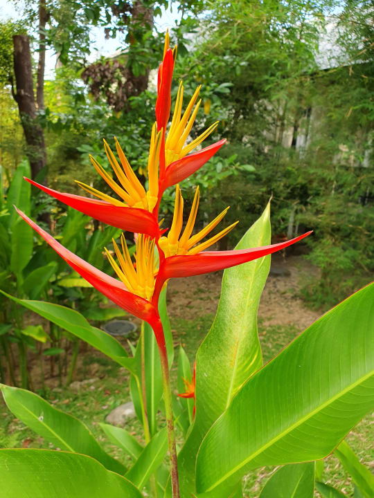 Gartenanlage Moracea by Khao Lak Resort