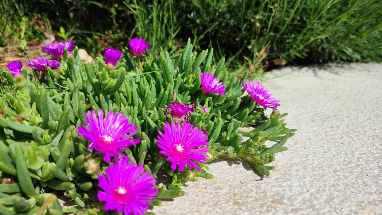 Gartenanlage Isabella Island Resort Valamar Collection