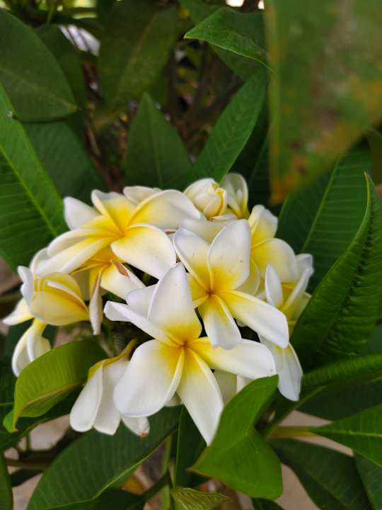 Sonstiges Hotel Rawai Palm Beach Resort