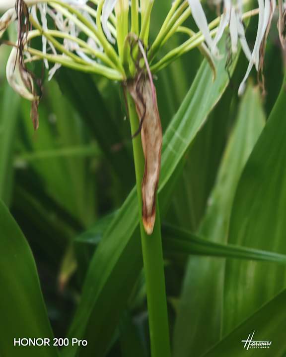 Zimmer Tropical Attitude - Adults only