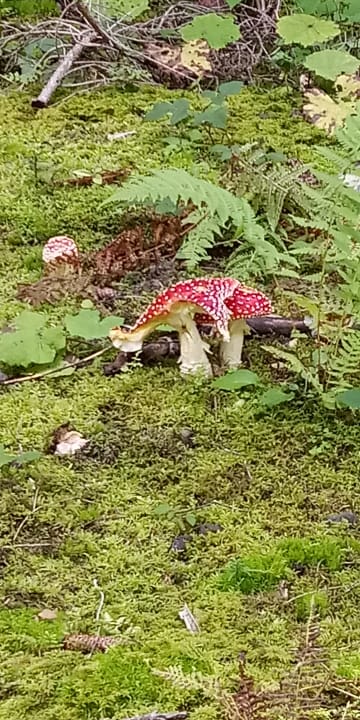 Sonstiges Gut Wenghof - Family Resort