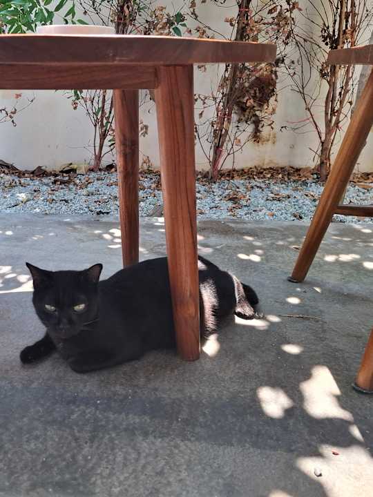 Zimmer Pichcha Kohlarn