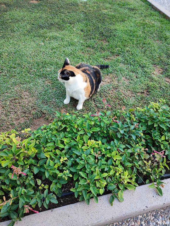 Außenansicht Acanthus Cennet Barut Collection