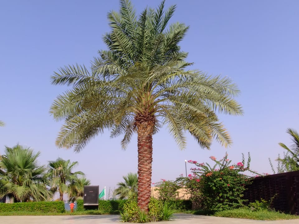 Gartenanlage DoubleTree by Hilton Resort & Spa Marjan Island