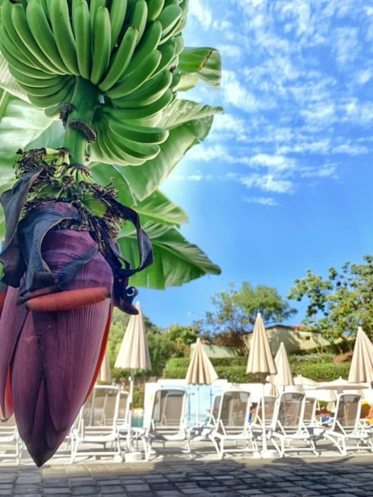 Gartenanlage TRH Taoro Garden