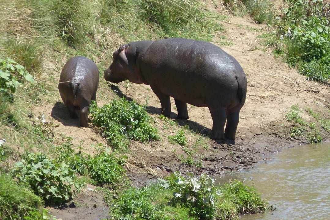 Blick vom Restaurant oder der Bar Ashnil Mara Camp