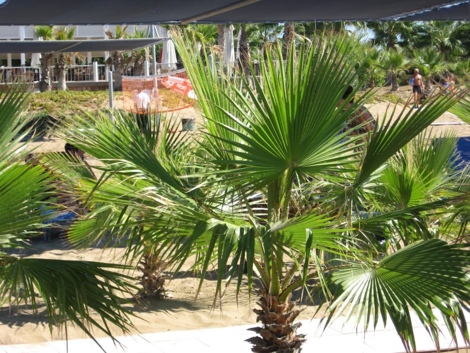 Palmen Club Grand Aqua